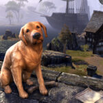 Bravil_Retriever